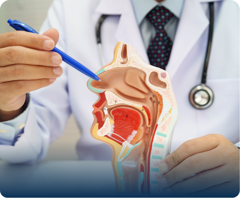 Medical professional explains human head anatomy model
