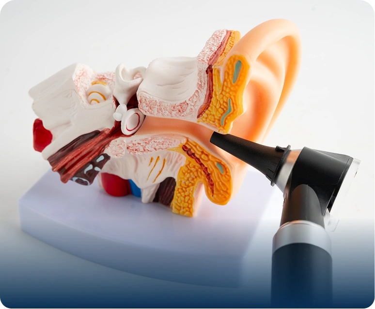 Model of a human ear with a black and white object on top of it